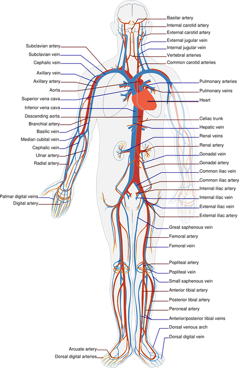 Wszechstronna diagnoza kardiologów w Sports Medic